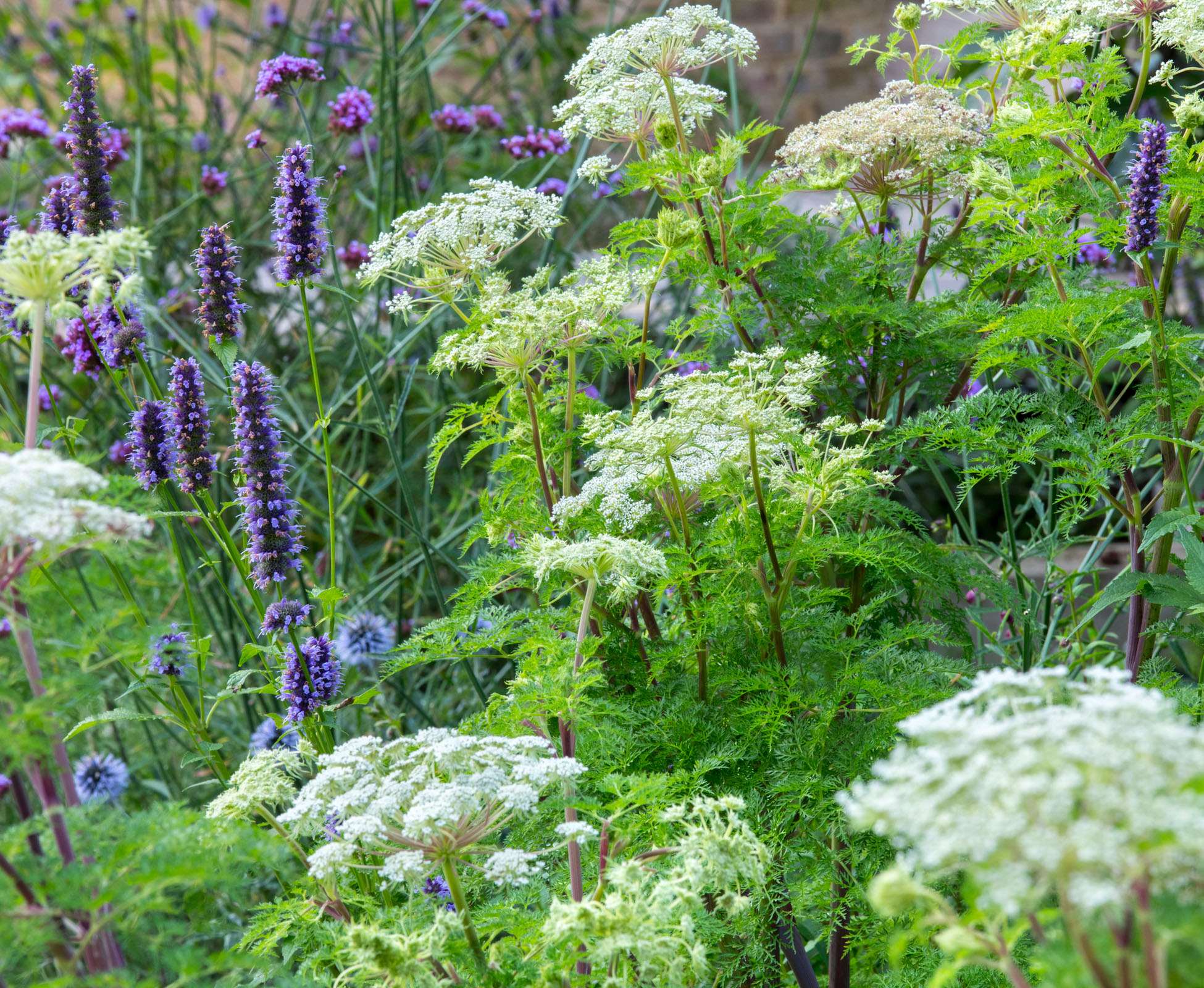 The white Selinum contrast nicely withe blue Agastache and Verbena in this Islington garden, following the contrast in the hard landscaping materials chosen. The planting is wildlife friendly and beautiful in full bloom.