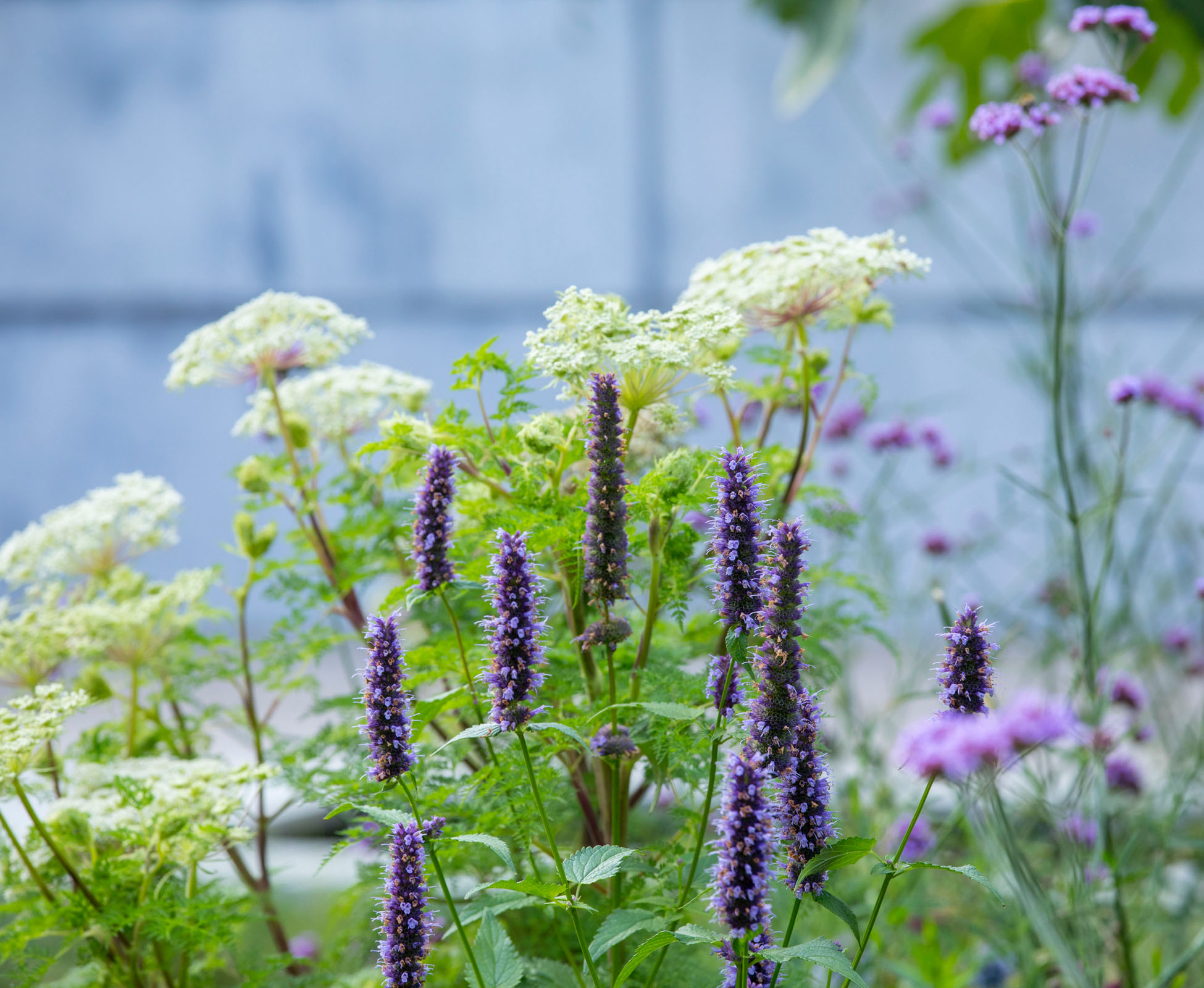 The zinc panel of this Islington garden is seen behind the delicate cow parsley and other perennials. The dainty foliage adds some lightness to the planting scheme.